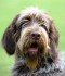Cane Beccacciaio: addestrarlo alla seguita della Regina